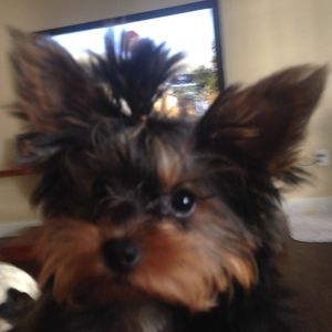 Meet your Posher, Janet